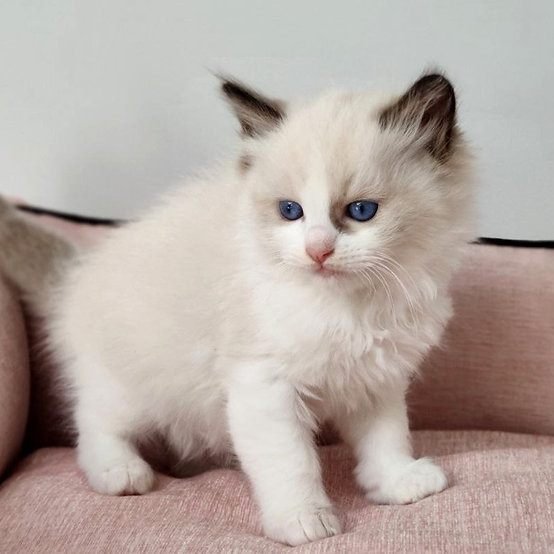 Gatita Ragdoll
