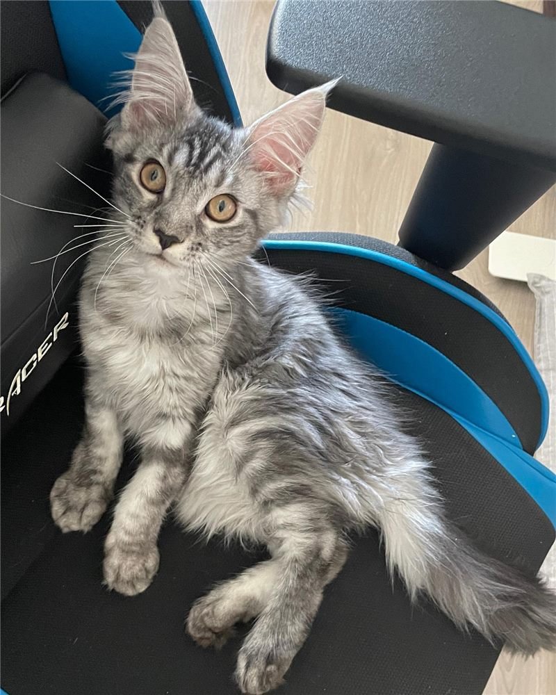 Gatita Maine Coon