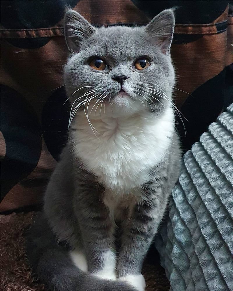 Gatita Británico de Pelo Corto